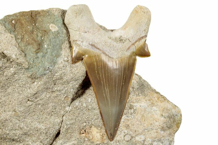 Large Otodus Shark Tooth Fossil in Rock - Morocco #273640